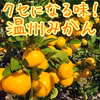 くせになる味！温州みかん