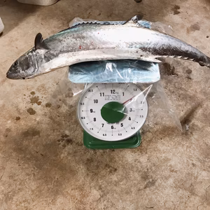 【モニター価格！】釣りたての鰆 1.8kg