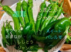 北海道産　旬の採れたておまかせ野菜セット（80箱）