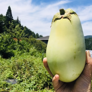 ２kg【限定販売】美味しい茄子！やみつきナス！旨なす！煮ても焼いても美味しい！