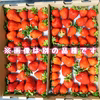 食べて美味しい！夏秋いちご「すずあかね」【内容量約１.２キロ】
