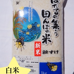 令和2年産　粒すけ　白米　5kg 新品種