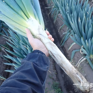 【 味濃厚 】赤城の太ネギ「黒檜」計30本・約10kg・土付