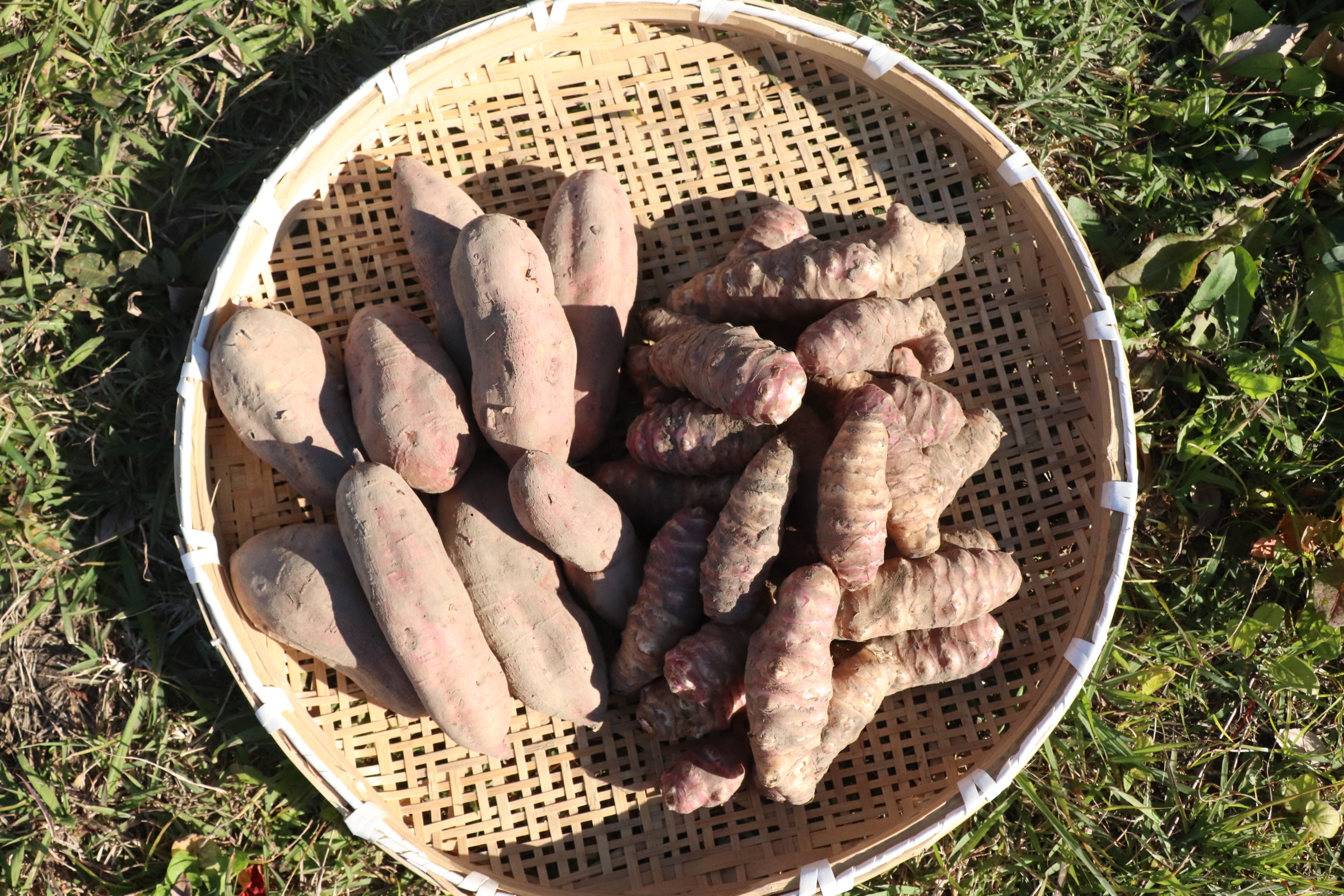 農薬不使用・安納芋・紫菊芋・セット 安納芋2kg・紫菊芋2kg