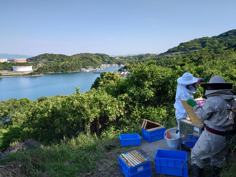 山の花々から蜜蜂が集めてくれたハチミツ（2023年度 百花蜜600g・和歌山）