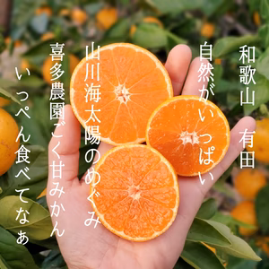 【完熟マルチ栽培】喜多農園のごく甘早生みかん 秀品3ｷﾛ  