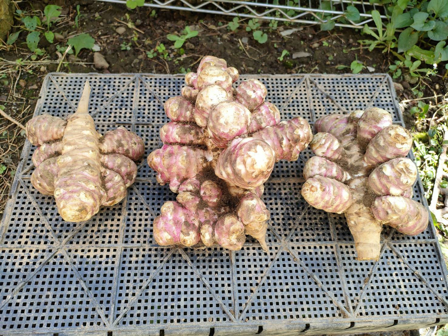 お得ななめらか紫菊芋パウダー90g（農薬化学肥料不使用）｜加工食品の