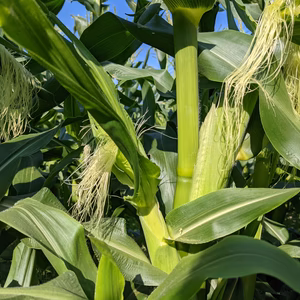 新鮮！（農薬不使用）皮付きヤングコーン（わくわくコーン）