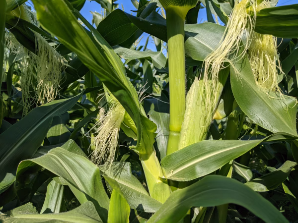 新鮮！（農薬不使用）皮付きヤングコーン（わくわくコーン）