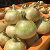 【5月上旬ごろ発送予定】九代目園主が育てた！淡路島サラダたまねぎ