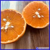 [予約価格] 希少品種「べにばえ」天草の芳潤なオレンジ（ご家庭向き）
