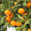 樹上完熟温州みかん（ミックスサイズ）2.8kg/5kg/7.5kg/10kg