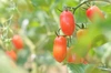 １００％ミニトマトジュース（栽培期間中農薬、化学肥料不使用ミニトマト）