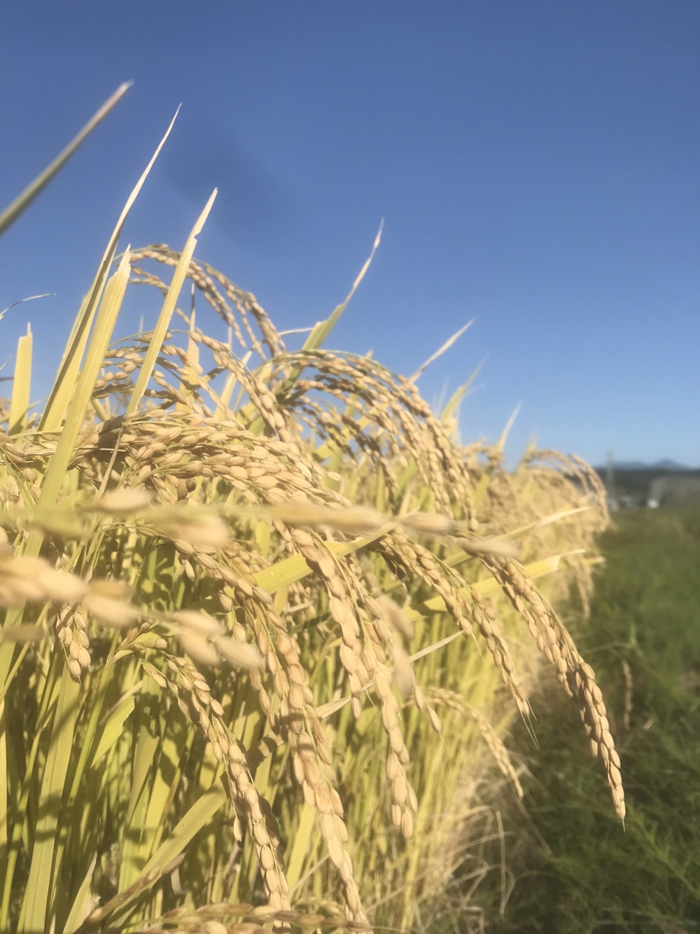 10月発送‼️自然乾燥米青森県産【はれわたり】予約受付ます