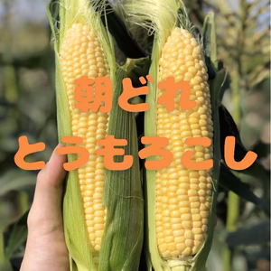 甘さ広がるジューシーコーン！朝採れとうもろこし