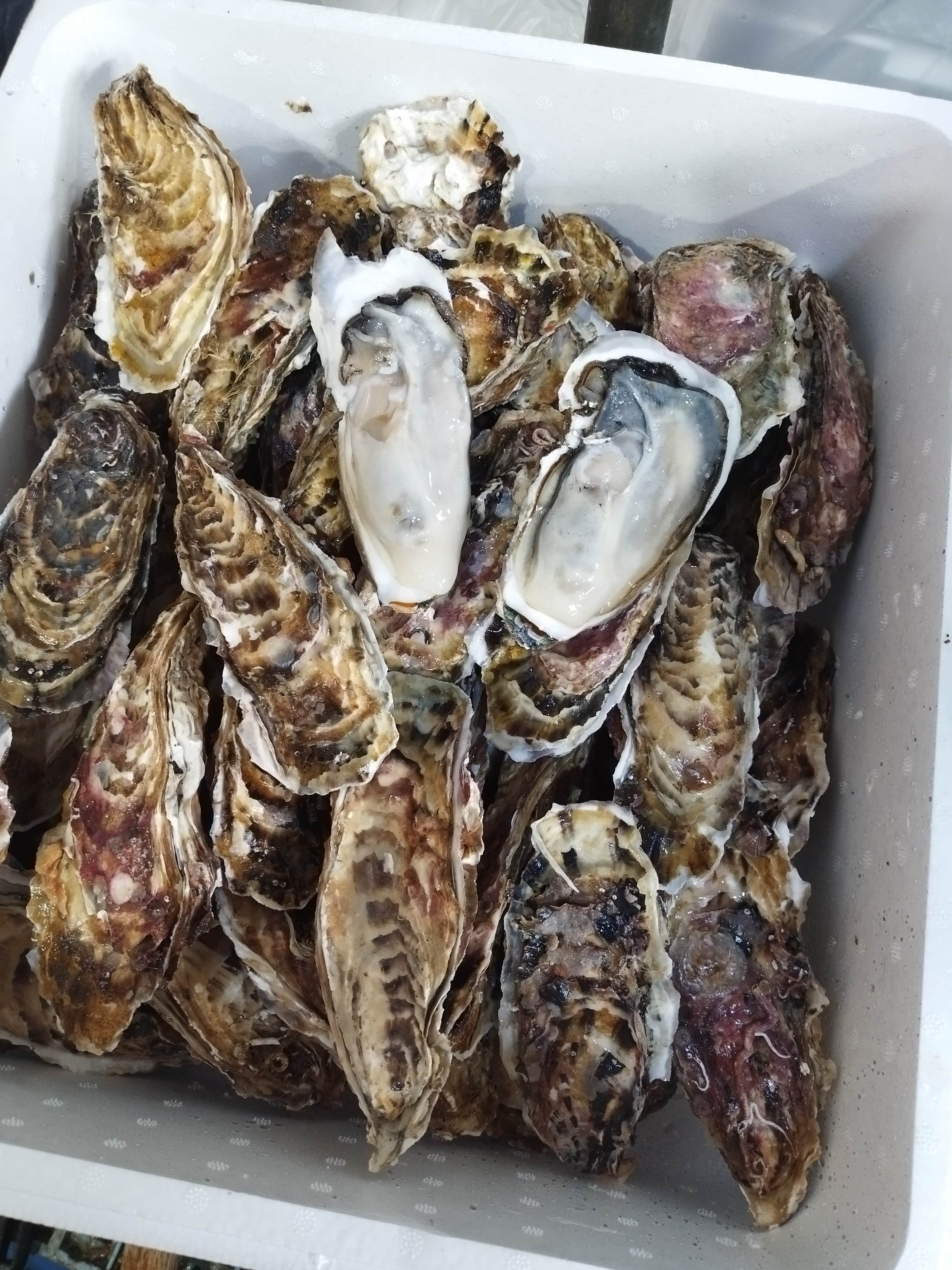 再開『旬』到来!! バラ牡蠣 生食用 7kg(45~55個) ノロウィルス無し バラ牡蠣7kg