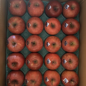 残り僅か　減農薬　ギフト用　サンふじりんご　20玉サイズ