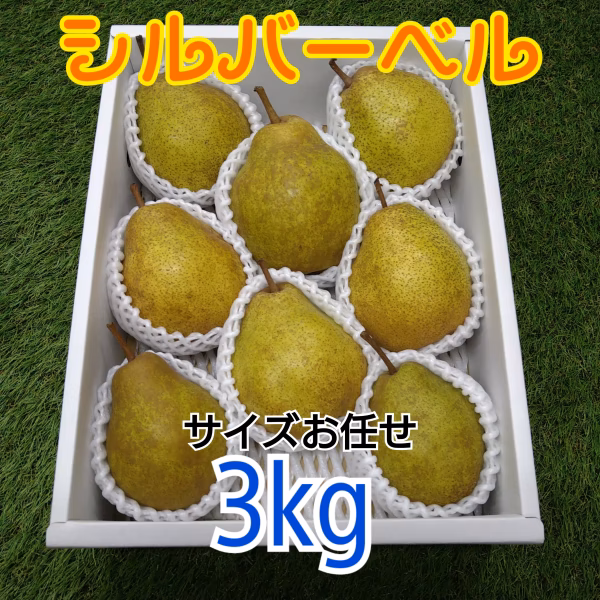 西洋なし★シルバーベル【３kg箱詰】