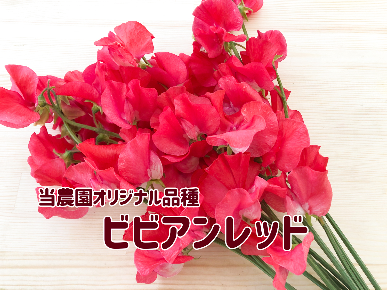 摘みたて新鮮 春の香りいっぱいのスイートピー 農家漁師から産地直送の通販 ポケットマルシェ
