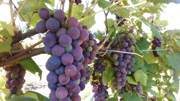 ≪受注再開≫農薬・化学肥料不使用 ぶどう 2kg スチューベン