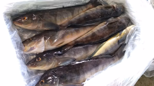 【期間限定】匠の活〆！！秋のオスホッケ！脂のってます。