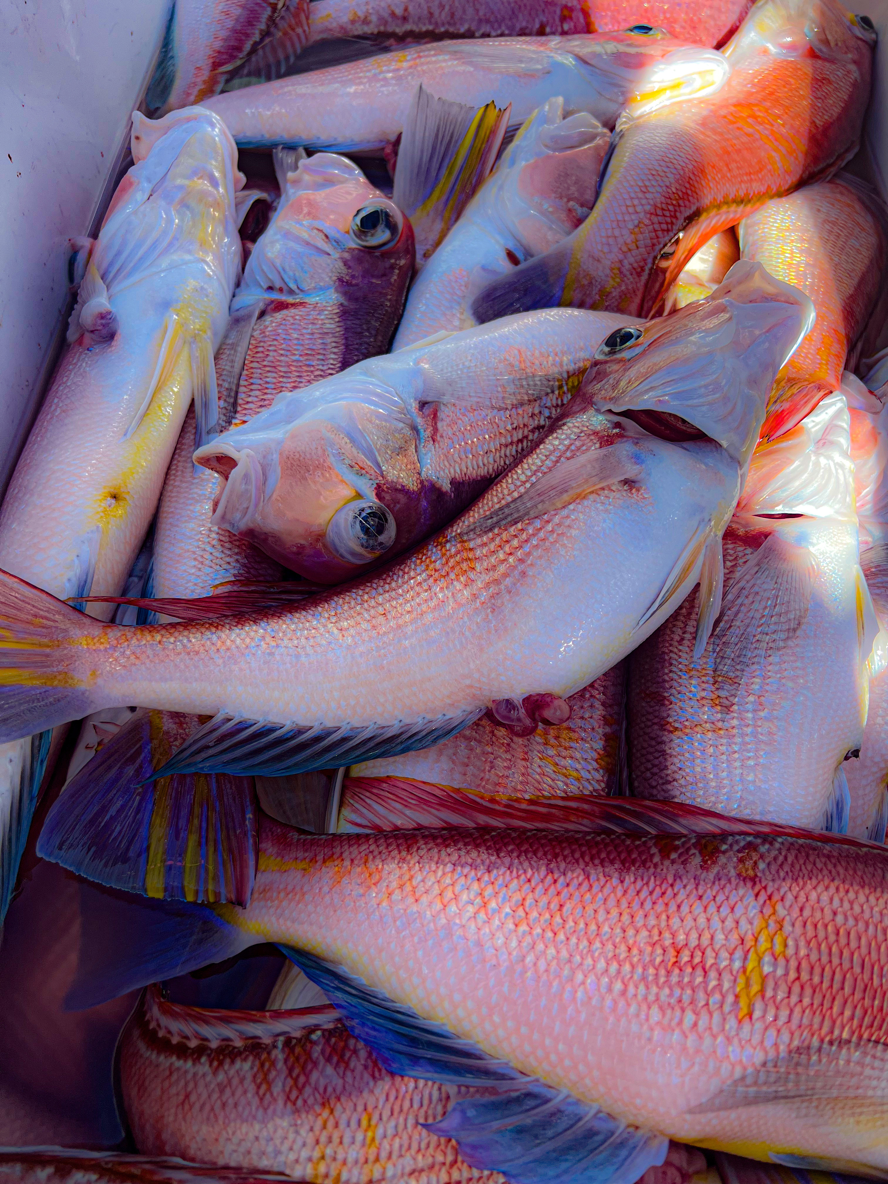 秋田県産 高級魚 天然甘鯛BOX‼️2025Edition｜甘鯛の商品詳細