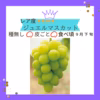 【10月予約】スペシャル5種食べ比べ♡つぶつぶパック1キロ♡山形県産ぶどう