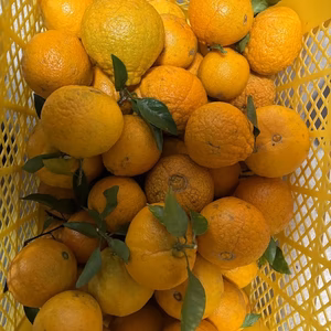 ＜期間限定＞摘果不知火／料理・ドリンク・加工用に最適！