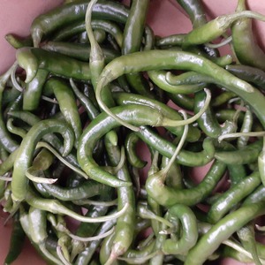 【超お得】生激辛青唐辛子　（500g）