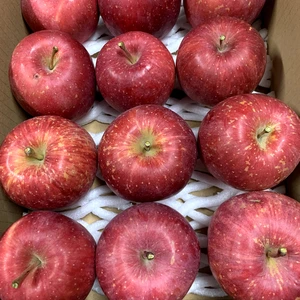 青森りんごを直送　食べきりサイズリンゴ『サン弘前ふじ』２Kg 12個から15個入