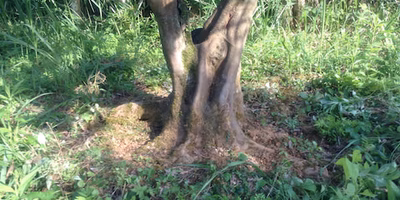 【あたりまえを忘れていませんか？】無農薬と引き換えに選ぶ、地に這いつくばる生活