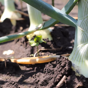 栃木産たまねぎ　ジェットスター