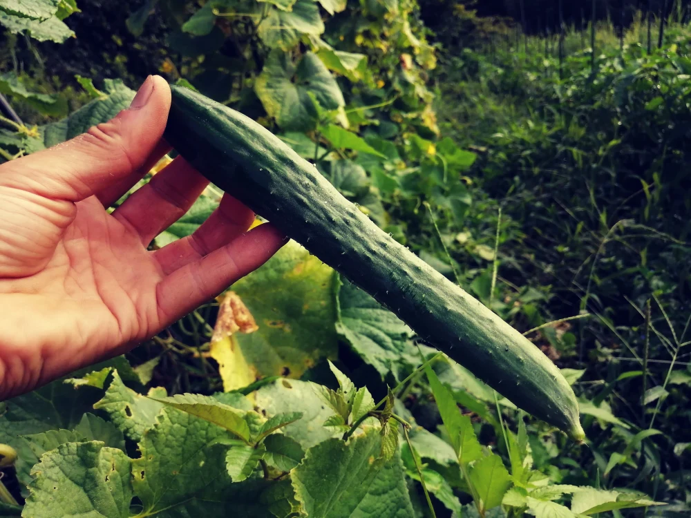 朝採り直送、季節の露地野菜セット(農薬不使用)