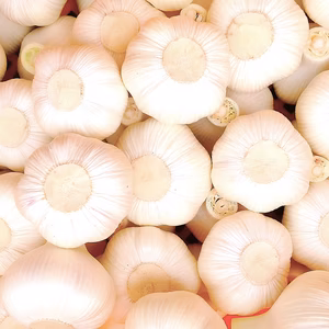 【にんにく好き待望！】生にんにく ホクホクと香りの衝撃！掘りたての瑞々しさ