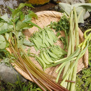 [80サイズ]子どもも喜ぶ！もぐもぐ山菜・野菜セット [農薬・肥料不使用]