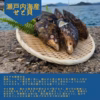 おせちに！お雑煮に！剥き天然瀬戸貝！(3個入り×5袋)ムール貝、ムラサキイガイ