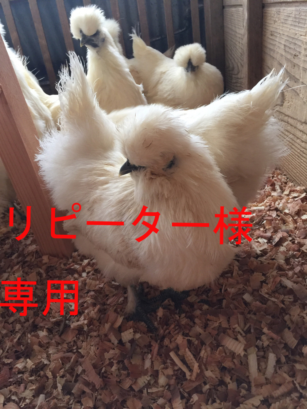 平飼い 烏骨鶏の卵 個 割れ保障4個の24個お送りします 農家漁師から産地直送の通販 ポケットマルシェ