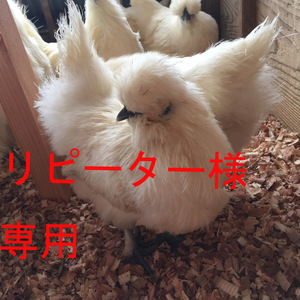 ★平飼い★烏骨鶏の卵♬20個+割れ保障4個の24個お送りします
