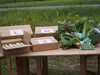 北海道自然栽培『ぽっけのたまご10個と旬野菜セットL』