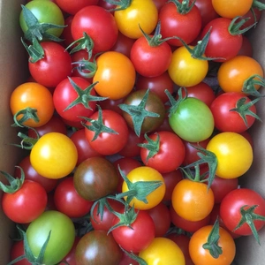 ☆共同購入に…お勧め‼︎《5色の美トマト×2箱》くす美トマト農園