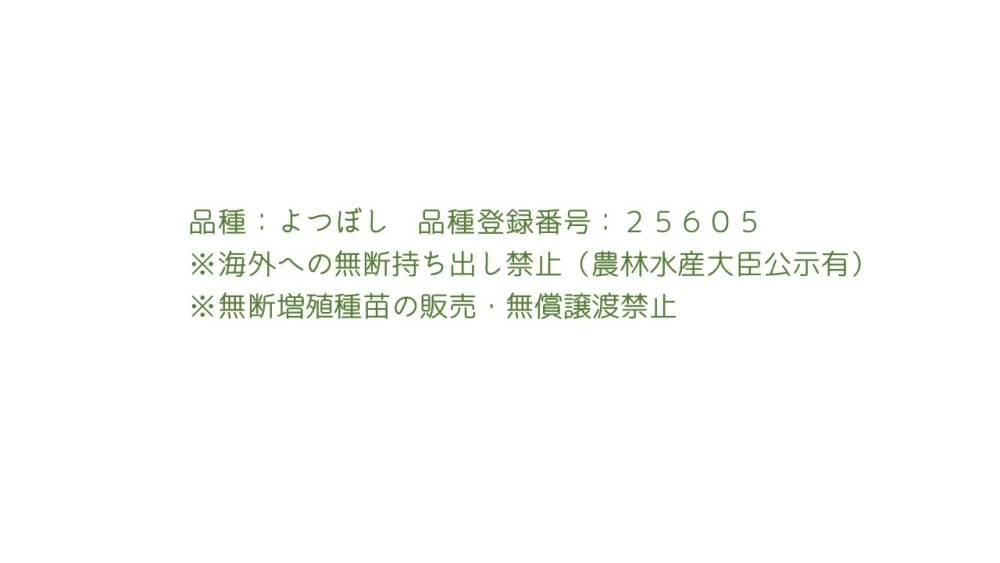 初めてでも大丈夫！有機いちごプランター栽培キット