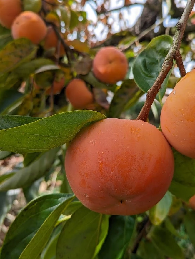 味わい深いコク＊富有柿＊【訳あり】茶箱