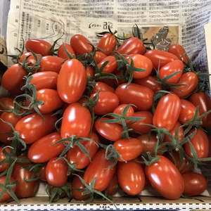 ハウス栽培 ミニトマト : アイコ キャロル7