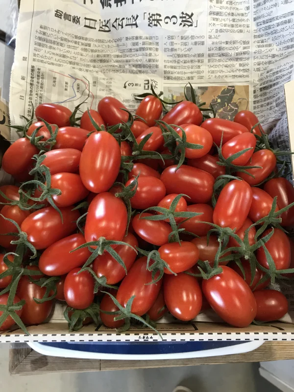 ハウス栽培 ミニトマト : アイコ キャロル7