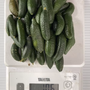 フィンガーライム