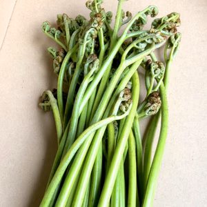 山形直送♪自然の恵み天然生わらび