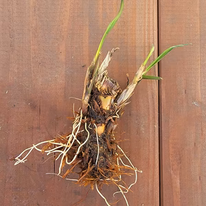 マコモ（マコモダケ）の苗【奈良県産・農薬不使用・化学肥料不使用】【送料込】