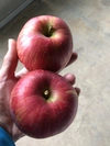秋のりんご食べ比べセット2〜4種類(レア品種あり)　3kg(8〜12玉)