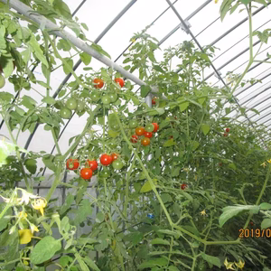 ミニトマトとミディートマトの食べ比べセット