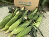【7月発送】まるで食べるコーンスープ⁉︎はらぺこ畑のイチオシ【BIG味来】